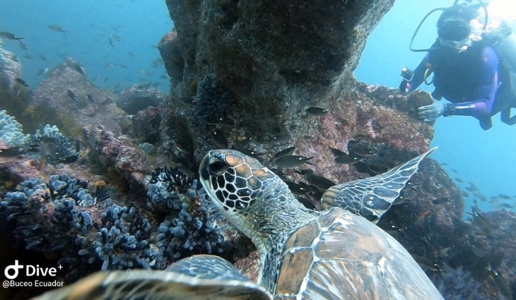 Tortugas